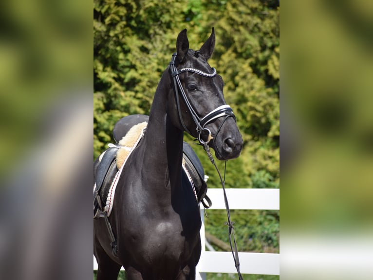 Hanoverian Gelding 6 years 16,2 hh Black in D&#xE4;tgen