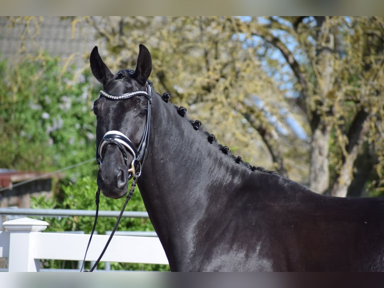 Hanoverian Gelding 6 years 16,2 hh Black in Dätgen