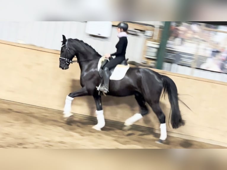 Hanoverian Gelding 6 years 16,2 hh Black in D&#xE4;tgen