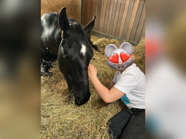 Hanoverian Gelding 6 years 16,2 hh Black in Bensheim