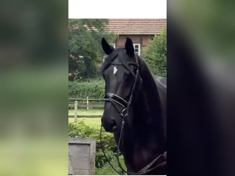 Hanoverian Gelding 6 years 16,2 hh Black in Vechta