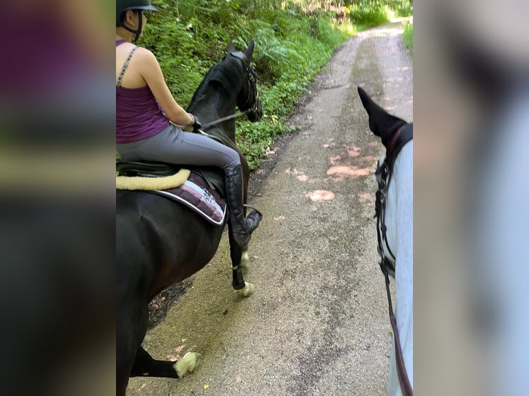 Hanoverian Gelding 6 years 16,2 hh Black in Walterswil SO