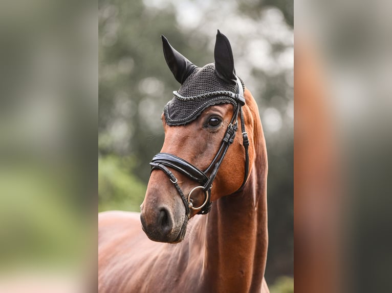 Hanoverian Gelding 6 years 16,2 hh Brown in Riedstadt