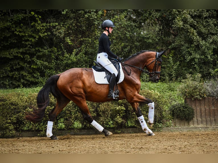 Hanoverian Gelding 6 years 16,2 hh Brown in Riedstadt