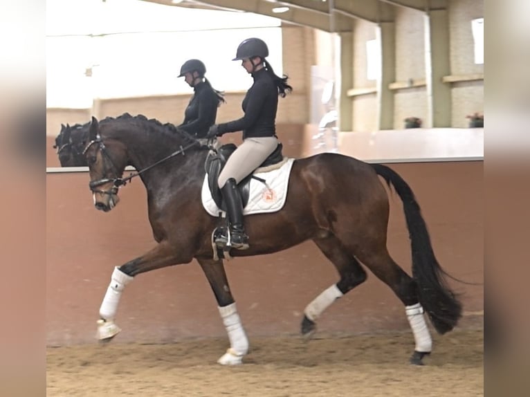 Hanoverian Gelding 6 years 16,2 hh Brown in Wehringen