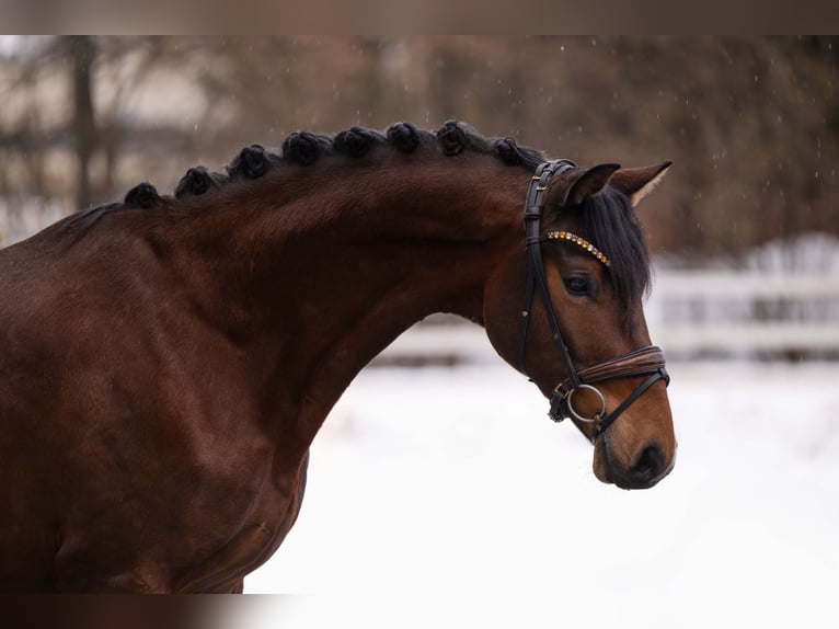 Hanoverian Gelding 6 years 16,2 hh Brown in Wehringen
