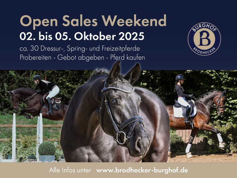 Hanoverian Gelding 6 years 16,2 hh Brown in Riedstadt