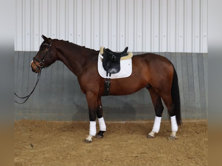 Hanoverian Gelding 6 years 16,2 hh Brown in Burscheid
