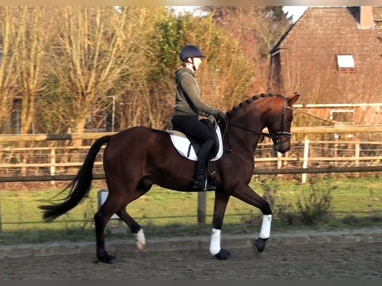 Hanoverian Gelding 6 years 16,2 hh Brown in Linau