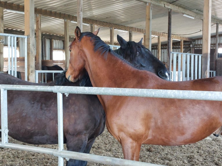 Hanoverian Gelding 6 years 16,2 hh Brown in Varrel