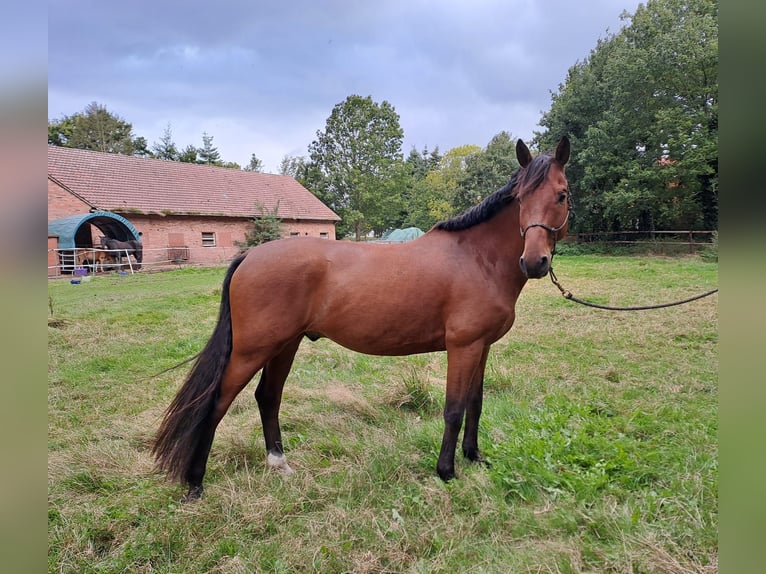 Hanoverian Gelding 6 years 16,2 hh Brown in Varrel