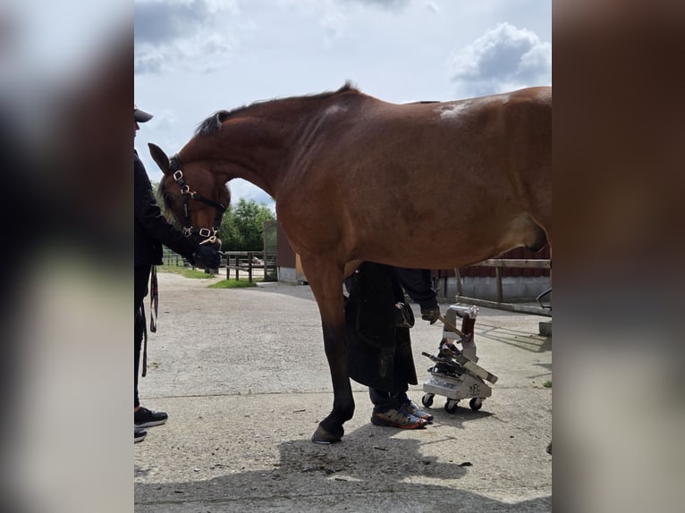 Hanoverian Gelding 6 years 16,2 hh Brown in Varrel