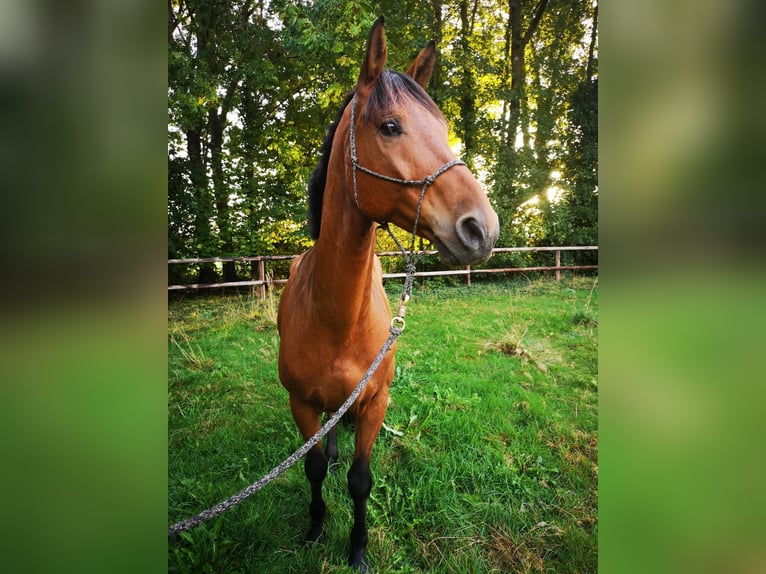 Hanoverian Gelding 6 years 16,2 hh Brown in Varrel
