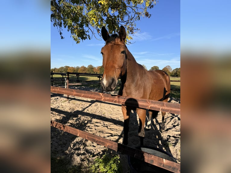 Hanoverian Gelding 6 years 16,2 hh Brown in Geilrath