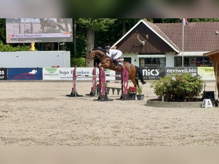 Hanoverian Gelding 6 years 16,2 hh Brown in Bohmte