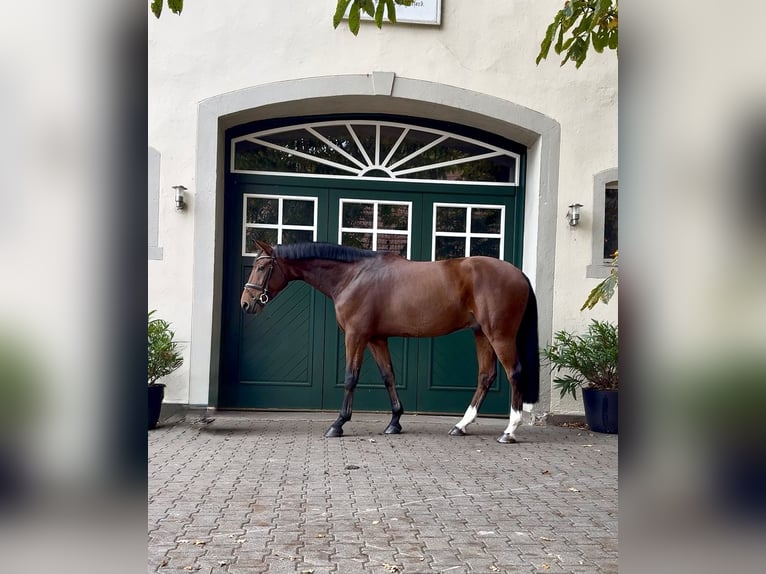 Hanoverian Gelding 6 years 16,2 hh Brown in Bohmte