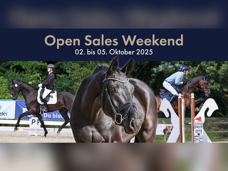 Hanoverian Gelding 6 years 16,2 hh Brown in Riedstadt