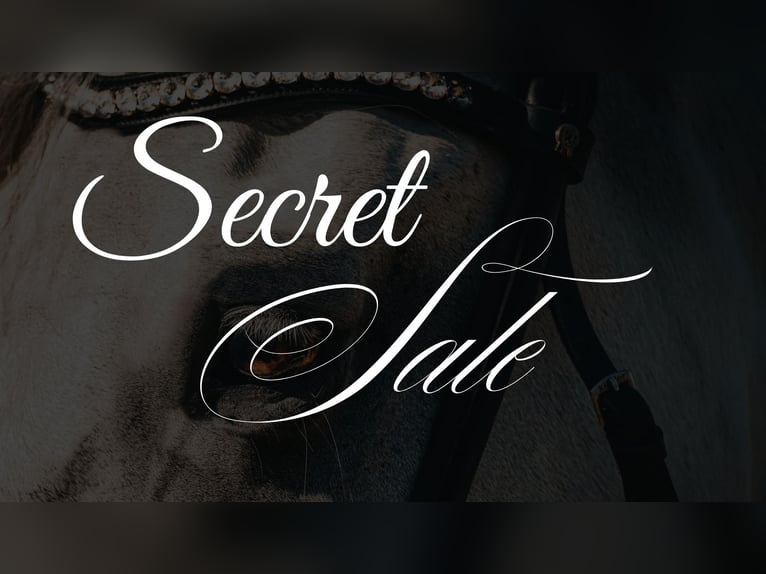 Hanoverian Gelding 6 years 16,2 hh Brown in Nettersheim Hanoverian Gelding 6 years 16,2 hh Brown in Nettersheim