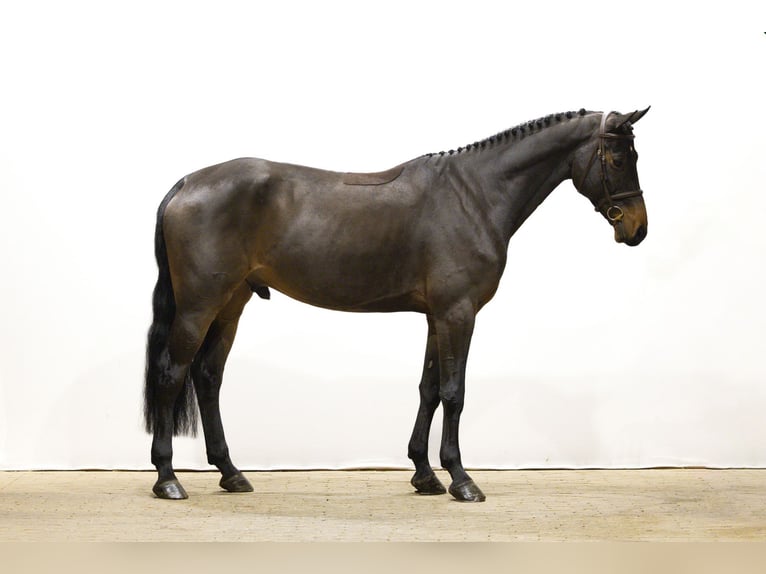 Hanoverian Gelding 6 years 16,2 hh Brown in Waddinxveen