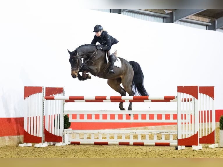 Hanoverian Gelding 6 years 16,2 hh Brown in Waddinxveen