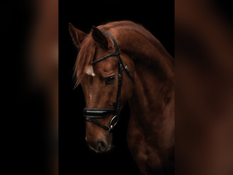 Hanoverian Gelding 6 years 16,2 hh Chestnut in Blomberg