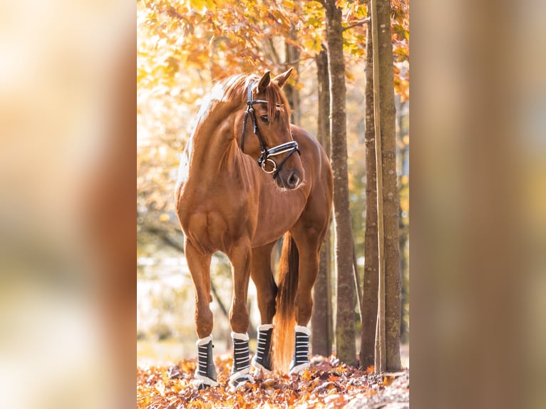 Hanoverian Gelding 6 years 16,2 hh Chestnut in Blomberg