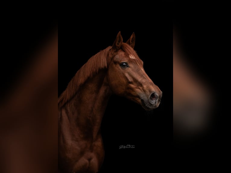 Hanoverian Gelding 6 years 16,2 hh Chestnut in Blomberg