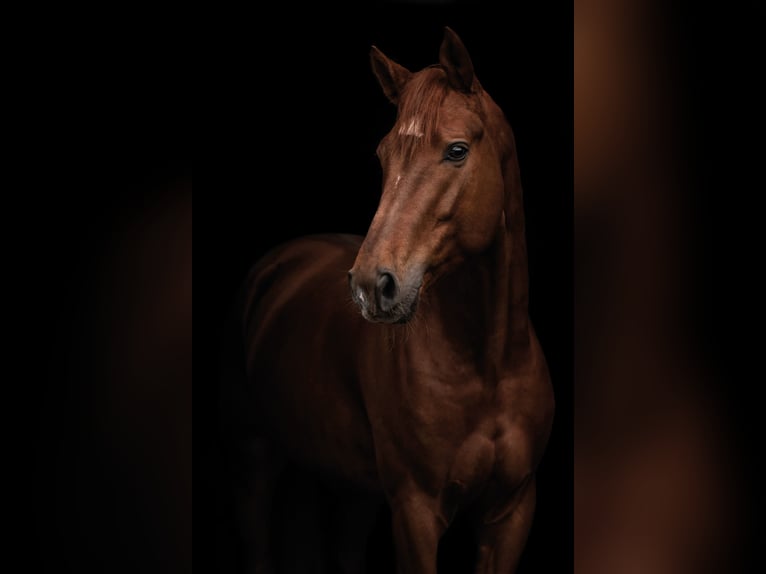 Hanoverian Gelding 6 years 16,2 hh Chestnut in Blomberg