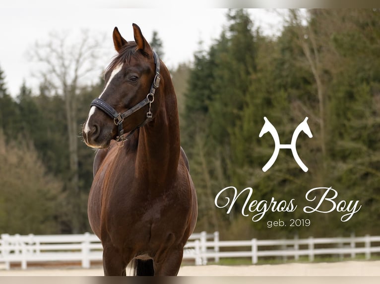 Hanoverian Gelding 6 years 16,2 hh Chestnut in Gaimersheim