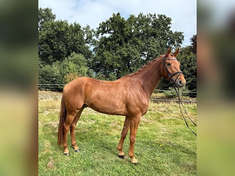 Hanoverian Gelding 6 years 16,2 hh Chestnut-Red in Bassum