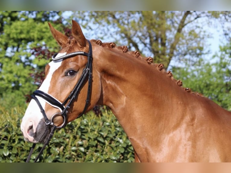 Hanoverian Gelding 6 years 16,2 hh Chestnut-Red in Hitzhusen