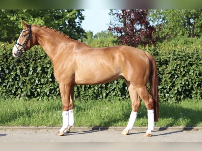 Hanoverian Gelding 6 years 16,2 hh Chestnut-Red in Hitzhusen
