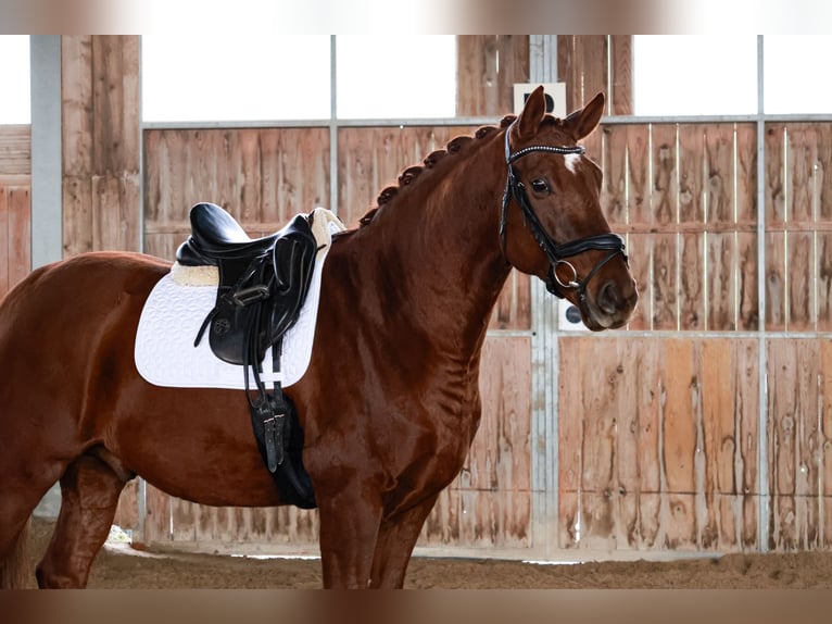 Hanoverian Gelding 6 years 16,2 hh Chestnut-Red in Stattegg