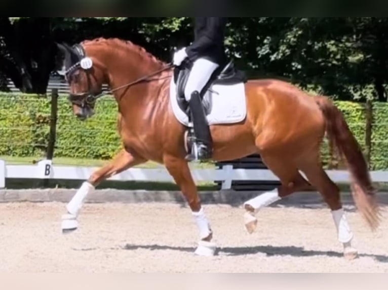 Hanoverian Gelding 6 years 16,2 hh Chestnut-Red in Mariastein