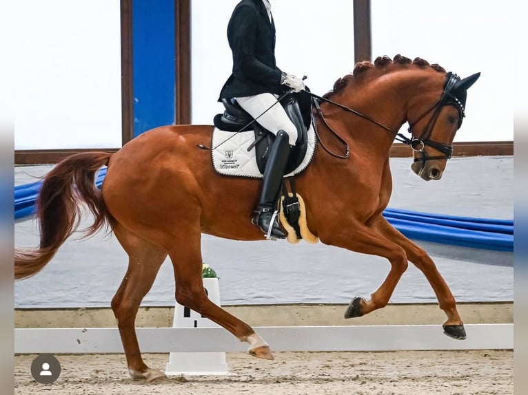 Hanoverian Gelding 6 years 16,2 hh Chestnut-Red in Mariastein