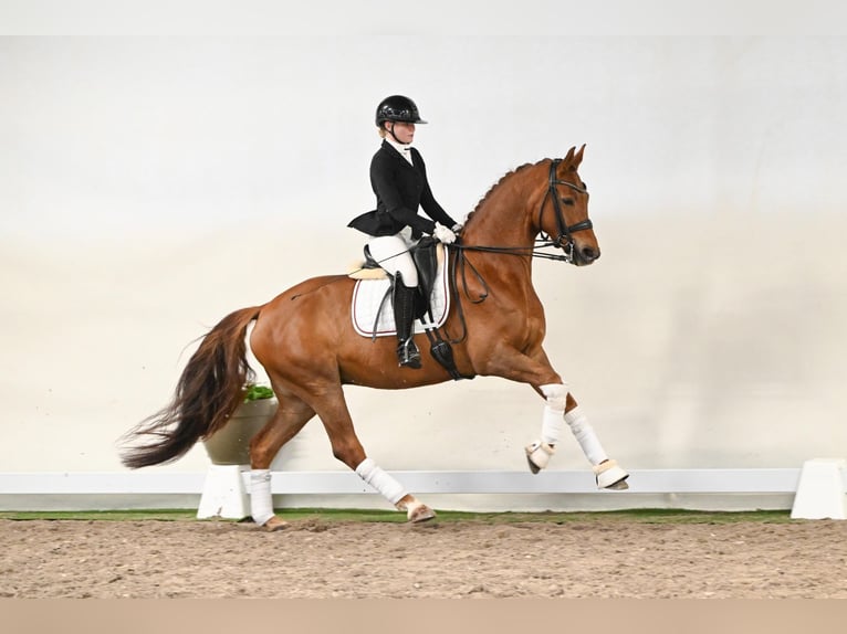 Hanoverian Gelding 6 years 16,2 hh Chestnut-Red in Saerbeck