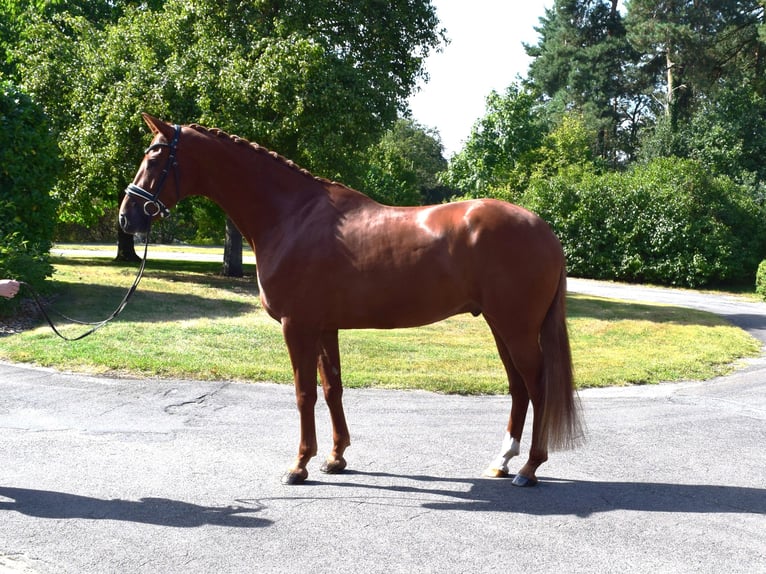 Hanoverian Gelding 6 years 16,2 hh Chestnut-Red in Isterberg