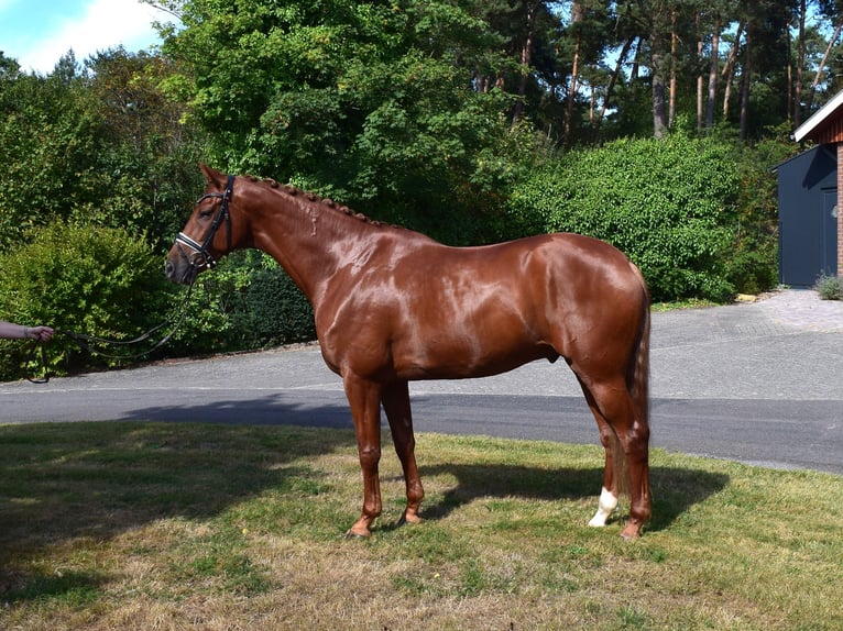 Hanoverian Gelding 6 years 16,2 hh Chestnut-Red in Isterberg