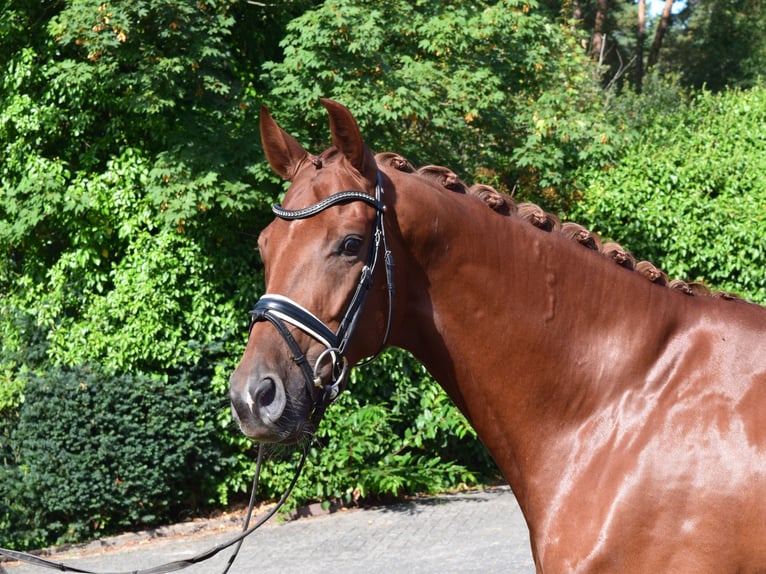 Hanoverian Gelding 6 years 16,2 hh Chestnut-Red in Isterberg