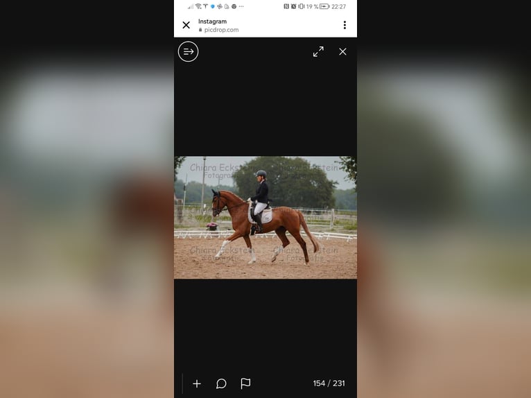 Hanoverian Gelding 6 years 16,2 hh Chestnut-Red in L&#xFC;dersfeld