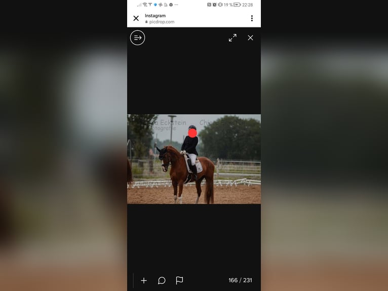 Hanoverian Gelding 6 years 16,2 hh Chestnut-Red in L&#xFC;dersfeld