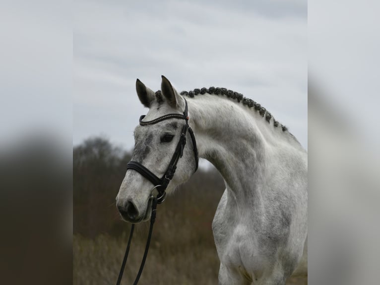 Hanoverian Gelding 6 years 16,2 hh Grey in Ujszász