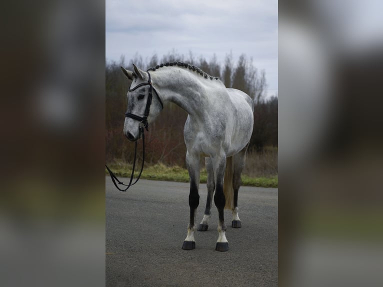 Hanoverian Gelding 6 years 16,2 hh Grey in Ujszász