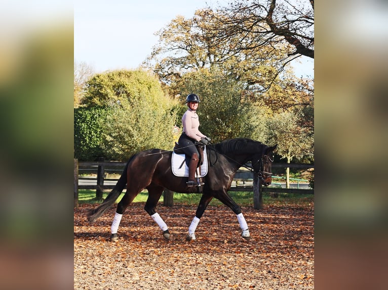 Hanoverian Gelding 6 years 16,2 hh Smoky-Black in Kempen