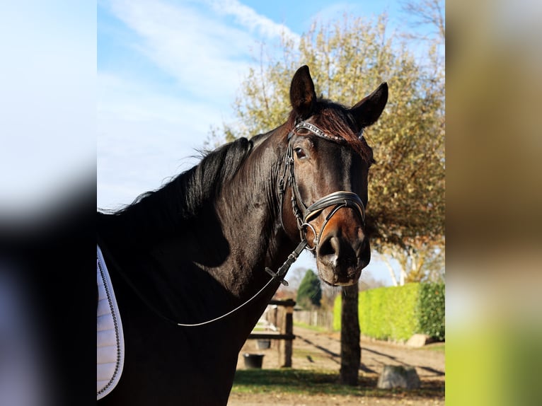 Hanoverian Gelding 6 years 16,2 hh Smoky-Black in Kempen