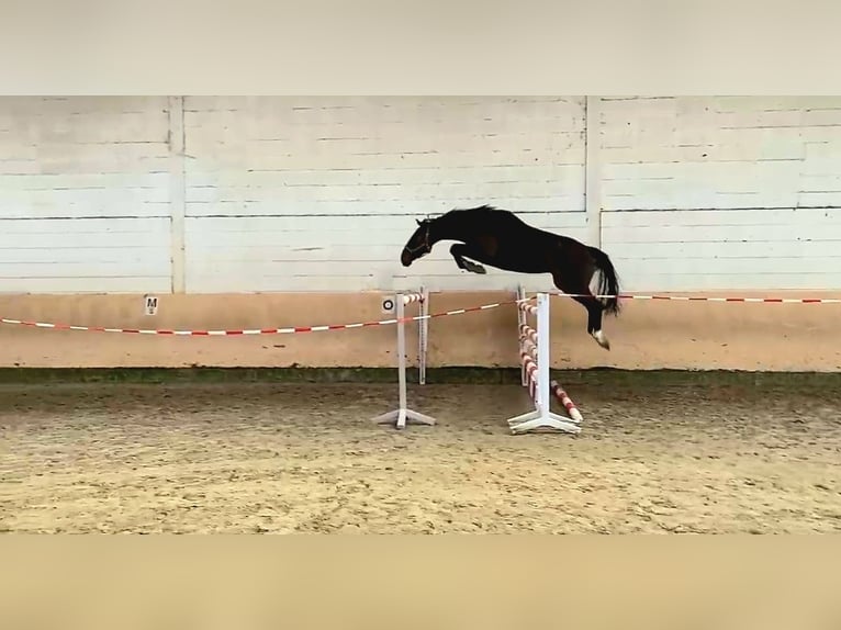 Hanoverian Gelding 6 years 16,2 hh Smoky-Black in Gro&#xDF; Ippener