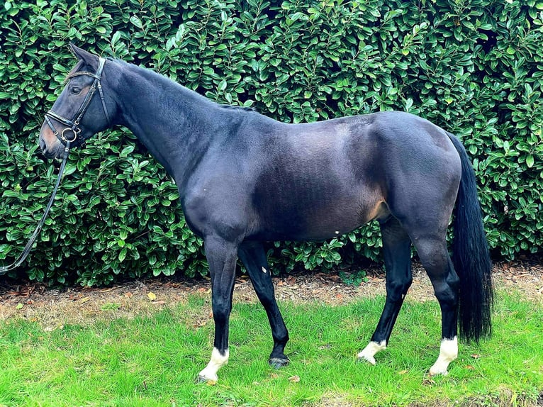 Hanoverian Gelding 6 years 16,2 hh Smoky-Black in Gro&#xDF; Ippener