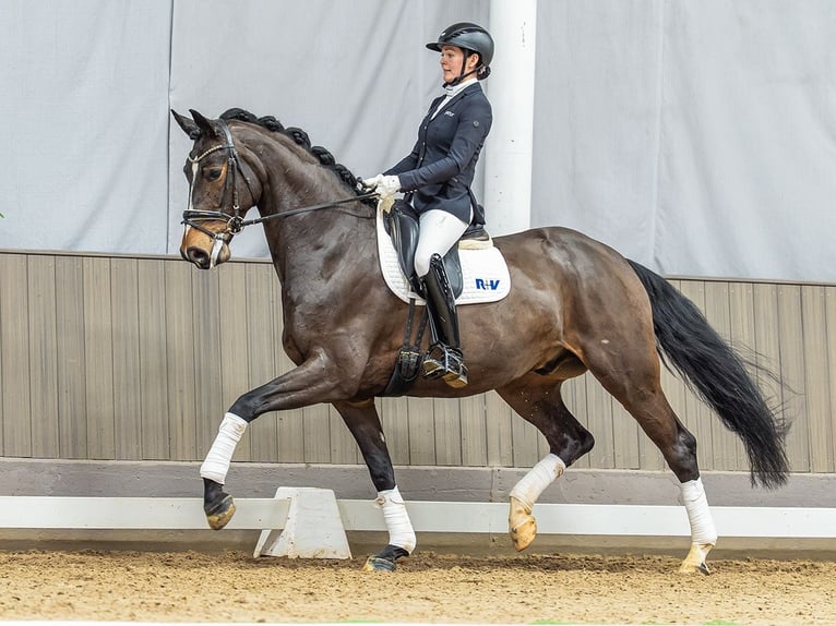 Hanoverian Gelding 6 years 16,3 hh Bay-Dark in Münster-Handorf