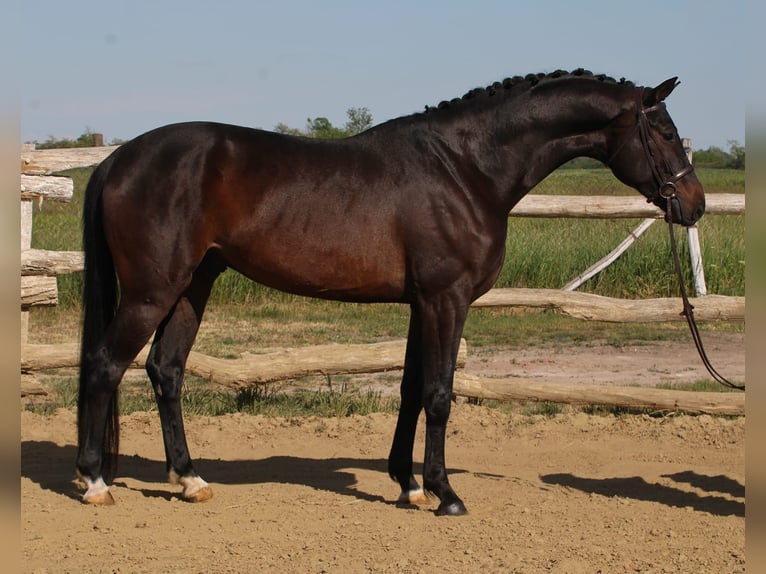Hanoverian Gelding 6 years 16,3 hh Bay-Dark in Wiener Neustadt