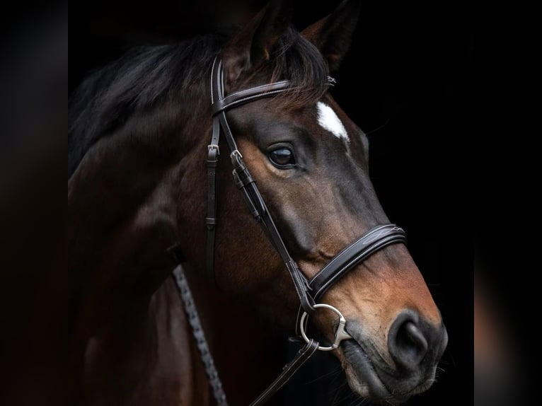 Hanoverian Gelding 6 years 16,3 hh Bay-Dark in Neustadt (Dosse)